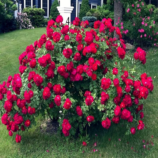 20 Japanese Red Rose Seeds (Rosa rugosa "Rubra") – Hardy Fragrant Bush, Edible Hips, Zones 3-10