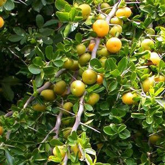 Kei Apple Seedling | 14" Tall Live Plant (Dovyalis caffra) | Organic Rare Fruit Tree | Tropical Starter Plant | Ready to Grow