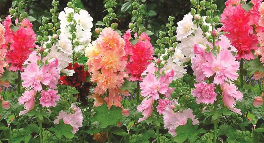 50 Seeds Hollyhock Majorette Double Mix - Dwarf Biennial, Non-GMO, Pollinator-Friendly, Vibrant Double Blooms, for Gardens (Alcea rosea)