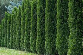 50 Thuja Tree Seeds (Thuja occidentalis), White Cedar Arborvitae, Fast-Growing Hedge Row, Privacy Screen, Evergreen, Perfect for Landscaping
