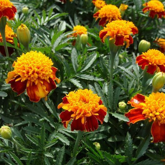 200 Seeds French Marigold Orange Flame Double Dwarf – Beneficial, Non-GMO, Bright Orange Flowers, Compact, Edible Plant