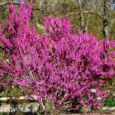 Chinese Redbud Tree Seeds – Cercis chinensis – 10 Seeds for Planting, Ornamental Flowering Tree, Pink Blooms, Ideal for Landscapes & Borders