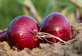 200 Seeds Red Grano Onion, Allium Cepa, Sweet Red Bulb Onion for Gardens