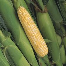 Peaches & Cream Corn Seeds | Hybrid Bicolor Sweet Corn | 7-8.5 Inch Ears | 83 Days to Harvest | USDA Zones 2-10 |