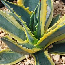 Variegated Agave Americana Century Plant – 6-12” Live Succulent, Green & Yellow