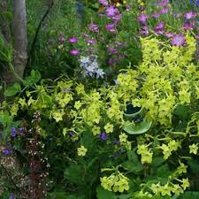 500 Seeds Tobacco Lime Green Flower Seeds, Nicotiana Pure Seed, Part-Shade, Non-GMO, Unique Green Blooms, Easy to Grow, Garden & Landscape