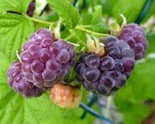 10 Bare Root Starter Plants Black Raspberry Plant, Mysore Rubus niveus, Perennial