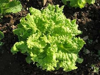 1000 Black Seeded Simpson Lettuce Seeds – Lactuca sativa – Heirloom, Fast-Growing, Tender & Crisp