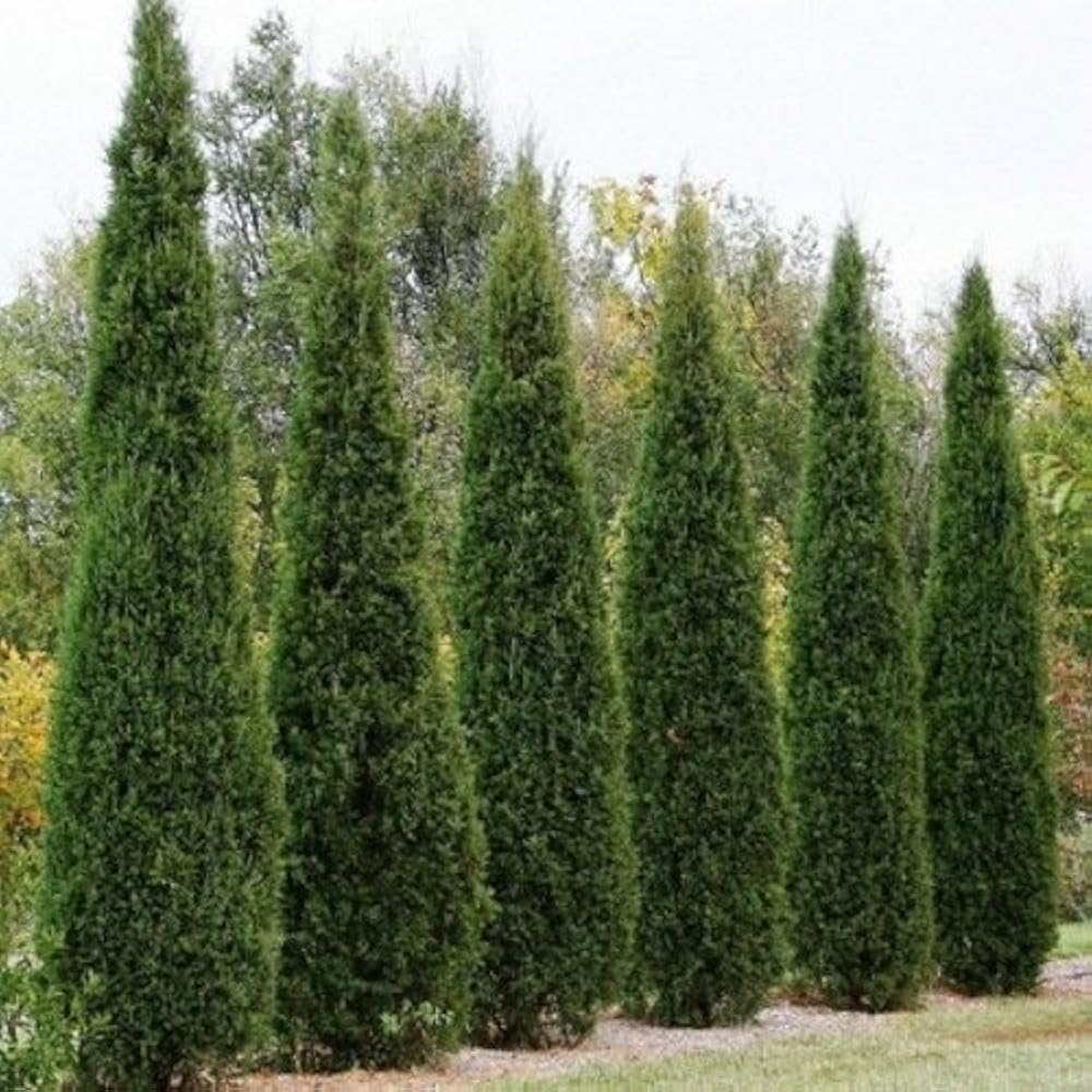 50 Eastern Red Cedar Hedge Shrub Tree Seeds (Juniperus virginiana), Evergreen, Privacy Screen, Hardy Shrub, for Landscaping & Garden Fencing