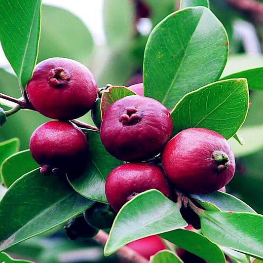 20 Strawberry Guava Seeds (Psidium cattleianum) - Exotic Edible Fruit Tree, Hardy in Zones 9-11