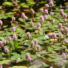 Marsh Smartweed Seeds 500mg | Persicaria amphibia | Aquatic & Wetland Plant, Pink Blooms, Pollinator-Friendly, Non-GMO