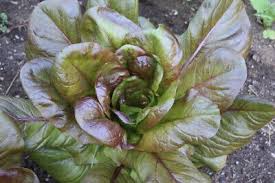 1000 Red Romaine Lettuce Seeds – Lactuca sativa – Crisp, Sweet & Nutritious, Heat-Tolerant, Perfect for Salads