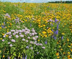 1000 Seeds Wildflower Mix All Perennial Heirloom Flowers Pollinators Non-GMO (Native Wildflowers)