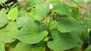 10 Live Fish Mint Plants, Houttuynia cordata, Bare Root Asian Herb, Perennial Ground Cover