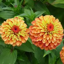 100+ Queen Lime Orange Zinnia Seeds – Unique Bicolor Blooms for Garden Planting, Bold Cut Flowers for Beds & Bouquets – USA
