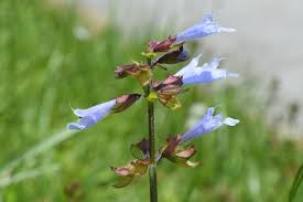 Lyreleaf Sage Seeds (Salvia lyrata) | 25 Seeds | Perennial Wildflower for Pollinators & Ground Cover