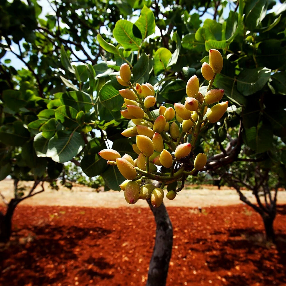 5 Pistachio Nut Tree Seeds (Pistacia vera) – Hardy, Edible Tree for Zones 7-11, Nut-Producing Plant