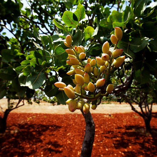 5 Pistachio Nut Tree Seeds (Pistacia vera) – Hardy, Edible Tree for Zones 7-11, Nut-Producing Plant