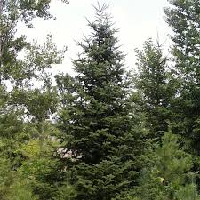 Balsam Fir Seeds – Abies balsamea (Lake State) – 250mg for Planting, Fragrant Evergreen Tree, Cold Hardy, Great for Landscapes Reforestation