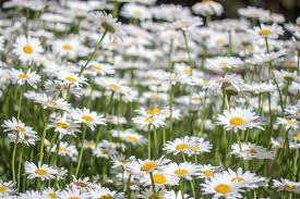 400 Seeds Daisy Shasta – Leucanthemum × superbum, Classic White Perennial Flower