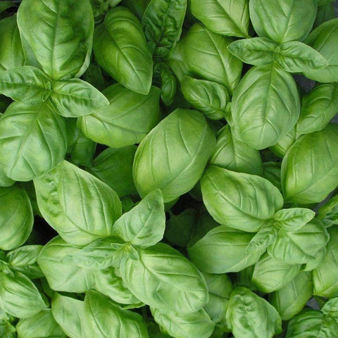 1g Basil Genovese Seeds | Ocimum basilicum | Heirloom, Non-GMO Italian Herb | Aromatic & Flavorful
