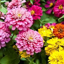200 Zinnia elegans DAHLIA Flowered Mix Seeds, Hummingbird & Pollinator Flowers, Non-GMO, Vibrant Colors, Garden Blooms
