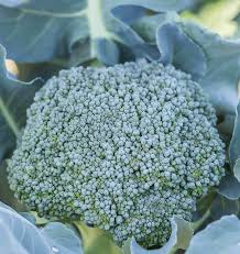 1g Broccoli Di Cicco Seeds Brassica oleracea | Heirloom Italian Variety for Planting | Tender Florets & Extended Harvest
