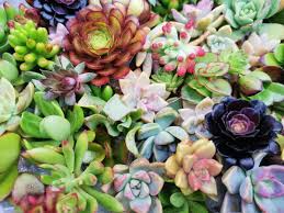20 Assorted Succulent Unrooted Cuttings - 18 Varieties, Easy to Grow, for Gardening, Propagation, Indoor/Outdoor Succulents, Cuttings