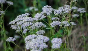 1 White Yarrow, Achillea millefolium, Perennial Bare Root Live Garden Plant