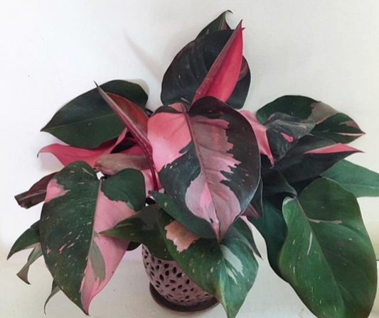 Pink Princess Variegated Philodendron - Rare Live Starter Plant - Small Rooted, Pink & White Foliage, Indoor and Outdoor, Medium Watering