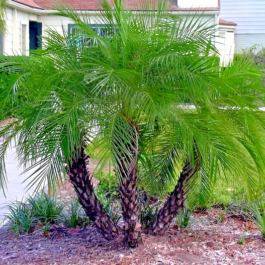 10 Dwarf Pygmy Date Palm Seeds – Phoenix roebelinii, Indoor Houseplant, 6 ft Tall, Subtropical Palm, Great for Containers & Landscaping