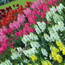 Admiral Mix Snapdragon Seeds (Antirrhinum majus) | 1000+ Seeds | Vibrant Blooms for Garden & Borders