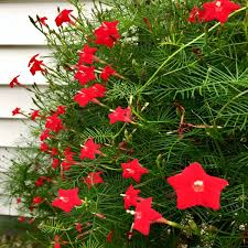 20 Star Glory Seeds (Ipomoea quamoclit) – Cardinal Creeper Vine, Scarlet Red Blooms, Attracts Hummingbirds, USDA Zones 11-12, Fast-Growing
