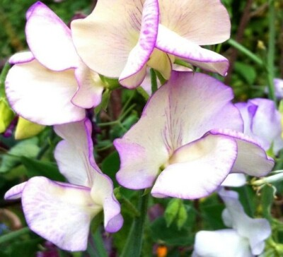 50 Sweet Pea Seeds High Scent (Lathyrus odoratus) Bi-Colored Fragrant Vine Non-GMO, Most Fragrant Flowers, Perfect for Garden