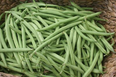 1/4 oz Provider Green Bush Bean Seeds Phaseolus vulgaris | Heirloom Stringless Snap Beans for Garden Planting
