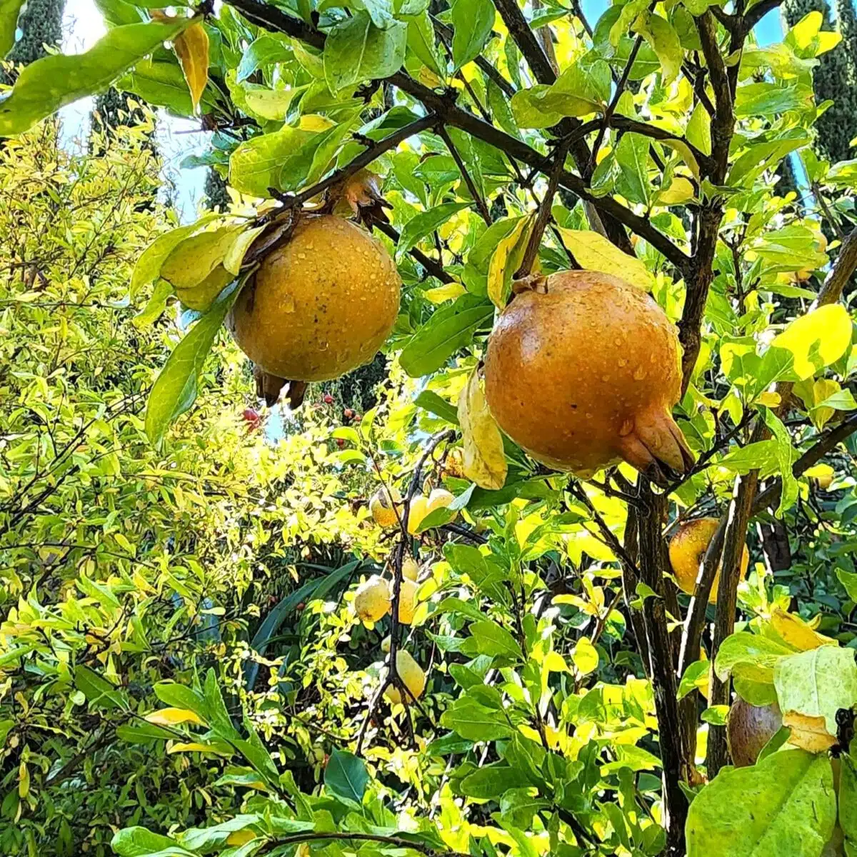 White Pomegranate Starter Plant (Punica granatum) - Live Fruit Tree 1′-2′ Tall - Unique, Sweet Pomegranate for Garden & Orchard