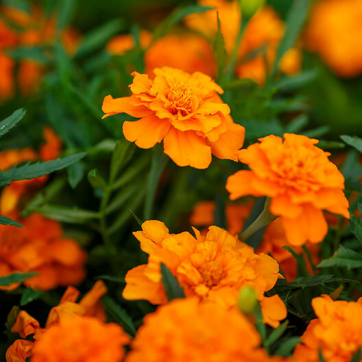 100 Seeds French Marigold Tangerine Double Dwarf, Non-GMO, Beneficial Plant, Vibrant Orange Blooms, Ideal for Containers, Garden Borders