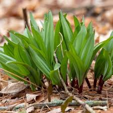 10 Ramps Wild Leeks Bulbs (Allium tricoccum), Organic Bare Root Plants for Planting