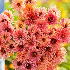 100+ Senorita Zinnia Seeds – Bold Magenta-Pink Blooms for Garden Planting, Heat-Tolerant Annuals for Beds & Pollinator Gardens – USA
