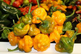 20 Orange Scotch Bonnet Pepper Seeds – Heirloom, Hot & Spicy – Non-GMO, Fresh Seeds