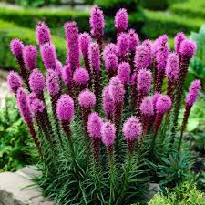 50 Purple Blazing Star Seeds (Liatris spicata) – Cold Hardy Butterfly Plant, Tall Purple Spikes, USDA Zones 3-9, Pollinator Garden Favorite