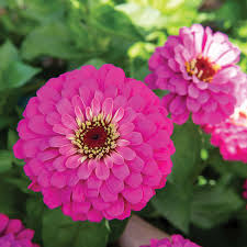 100+ Uproar Rose Zinnia Seeds – Vibrant Rose-Pink Blooms for Garden Planting, Long-Lasting Cut Flowers for Beds & Borders – USA