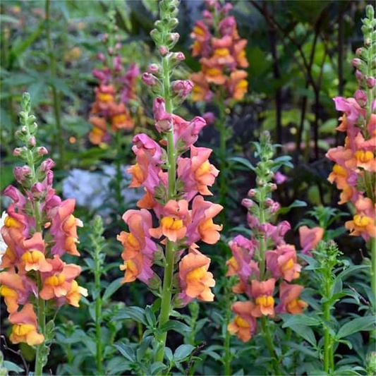 Antirrhinum majus Rocket Mix Snapdragon Seeds – 1000+ Multicolor Blooms for Vibrant Garden & Cut Flowers