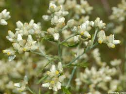 30 mg Seeds Pseudognaphalium obtusifolium – Sweet Everlasting Flowering Plant for Planting | Drought-Tolerant Wildflower Seeds