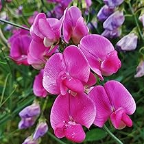 50+ Ian Myers Sweet Pea Seeds – Deep Maroon Fragrant Blooms for Garden Planting, Climbing Vines for Trellises & Bouquets – USA