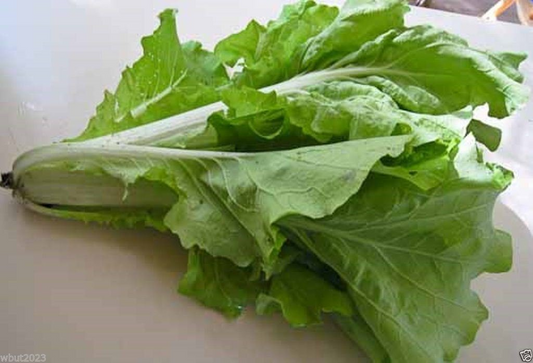 180 Seeds Frilly Leaf Pak Choi Fun Jen Hybrid for Planting (Brassica rapa) - Fast-Growing, Crisp, Nutritious Asian Greens for Home Gardens
