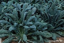Kale Lacinato Seeds – 1g for Planting, Heirloom Variety, Cold Hardy, High Yield, Nutrient-Rich Superfood, Garden & Container