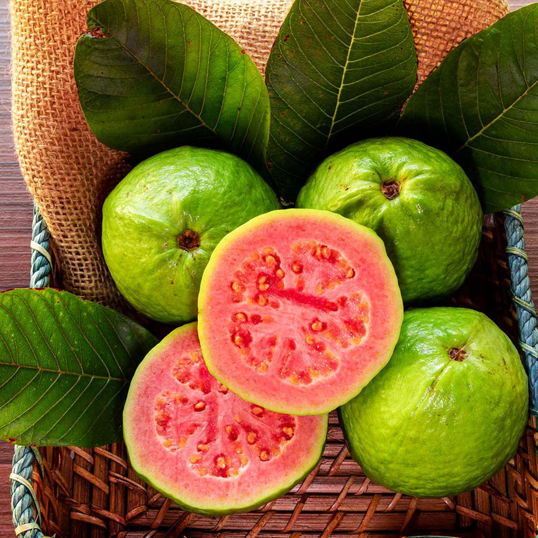 Ruby Red Guava Tree | 8