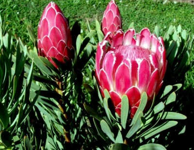10 Queen Protea Seeds (Protea magnifica) – Rare South African "Woolly Beard" Flower, Exotic Blooms, USDA Zones 9-12, Acidic Soil Plant