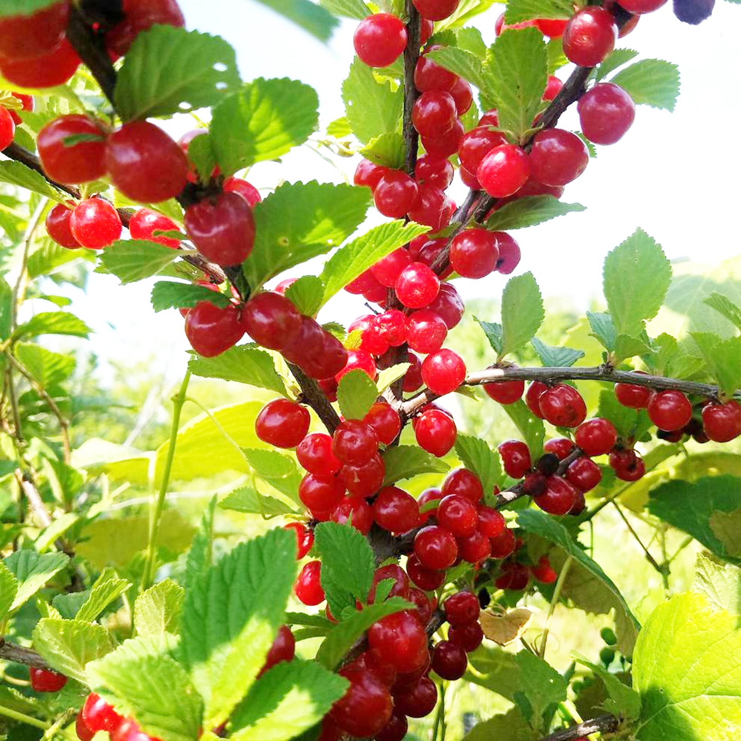 10 Seeds Prunus tomentosa (Nanking Cherry) for Planting | Hardy Fruit-Bearing Shrub for Gardens, Landscaping & Wildlife
